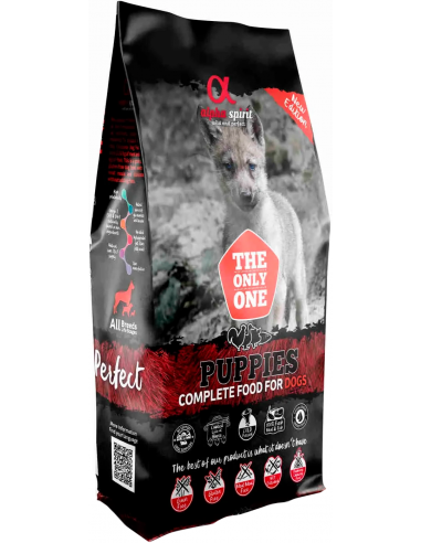 Alpha Spirit Puppies